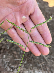 Red signal grass (Urochloa trichopus)