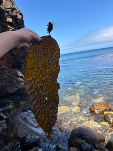 Laminaria farlowii, 2026-06-02