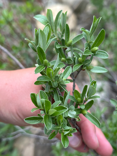 Salix brachycarpa, photograph 5
