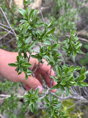 Salix brachycarpa, photograph author not stated, no rights reserved