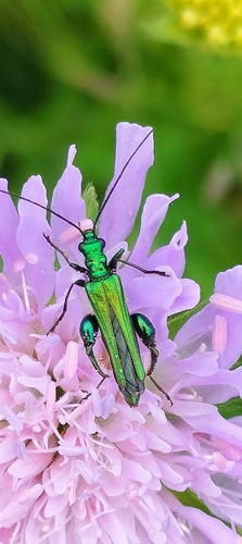 Thick-legged Flower Beetle