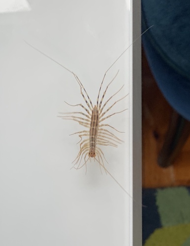 House Centipede photo 6