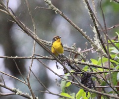 Myioborus melanocephalus