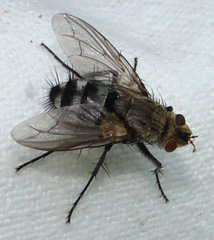 Microphthalma disjuncta