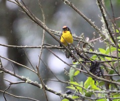 Myioborus melanocephalus