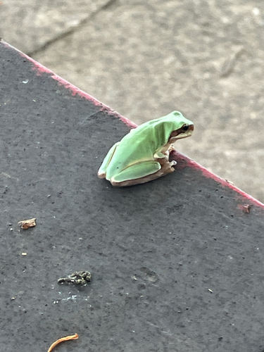 Common Chinese Tree Frog