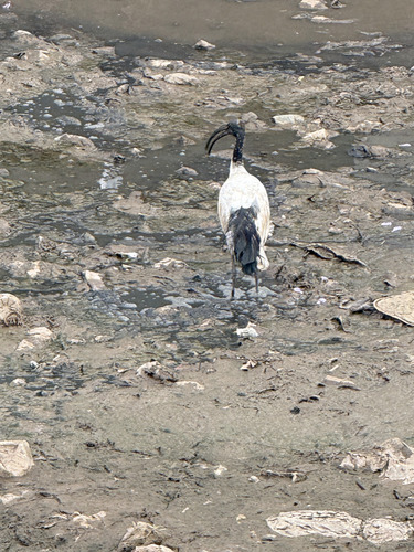 iNaturalist image