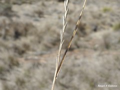 Elymus curvifolius