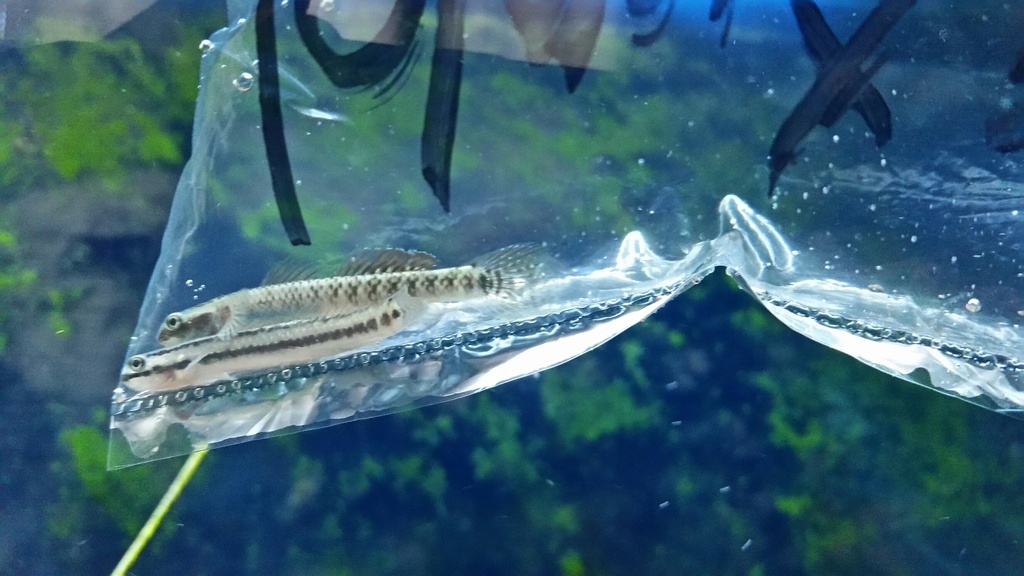 Gobie élégant (Stiphodon elegans)