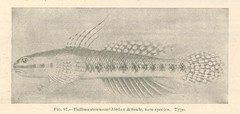 Green Riffle Goby photo 2