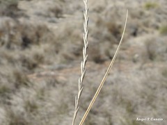 Elymus curvifolius
