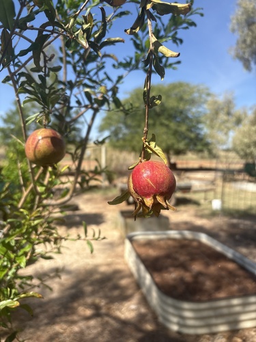 pomegranate