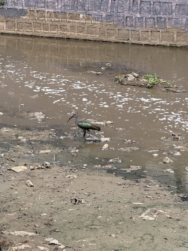 iNaturalist image