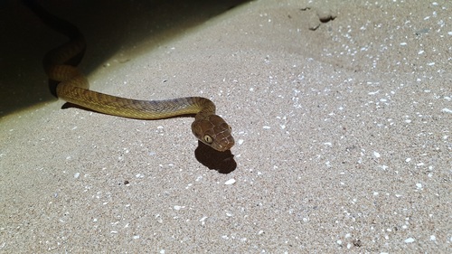 Brown Tree Snake sighting