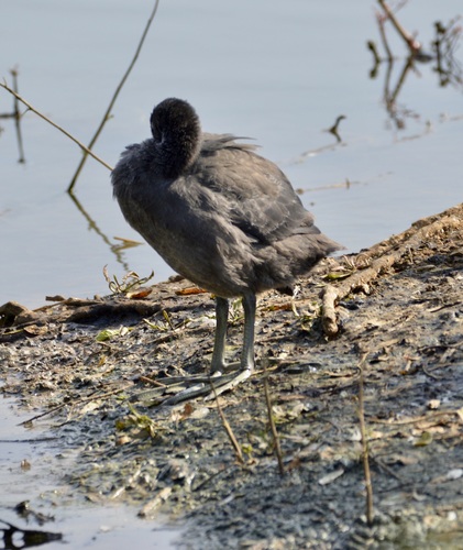 iNaturalist image