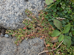 Euphorbia serpens