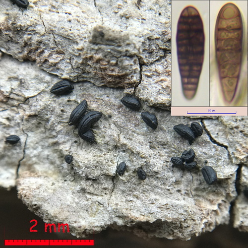 Gloniopsis subrugosa observed 2020-04-12