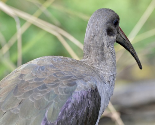 iNaturalist image