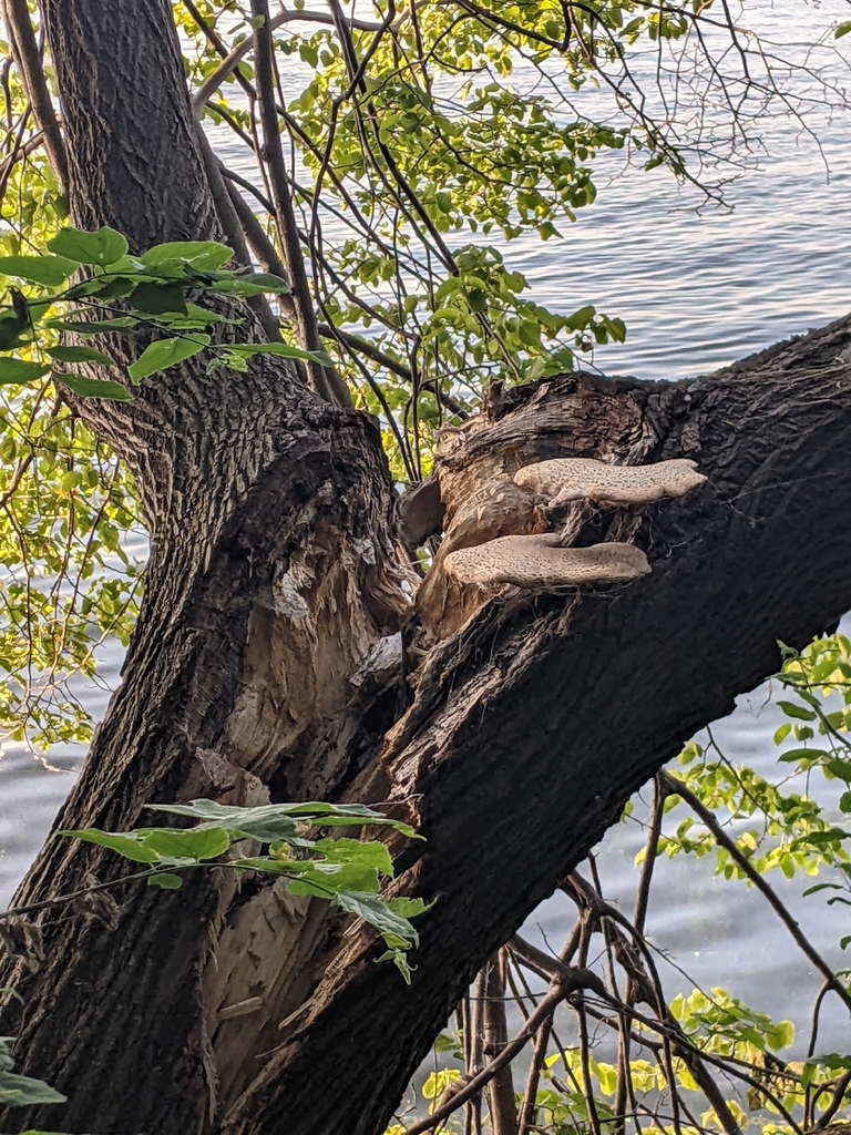 Dryad's Saddle · June 2026 · photo: Photo: (c) Maria Aghazarian, some rights reserved (CC BY) · iNaturalist