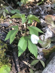 Anemonoides quinquefolia