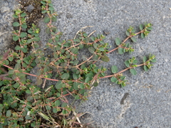 Euphorbia serpens