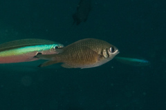 Chromis weberi