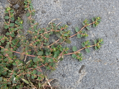 Euphorbia serpens
