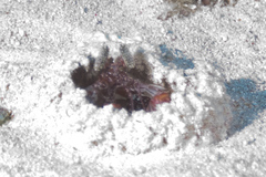 Lysiosquillina maculata