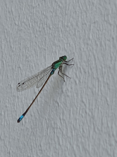 Common Bluetail