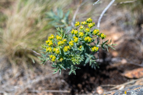 Euphorbia andrachnoides