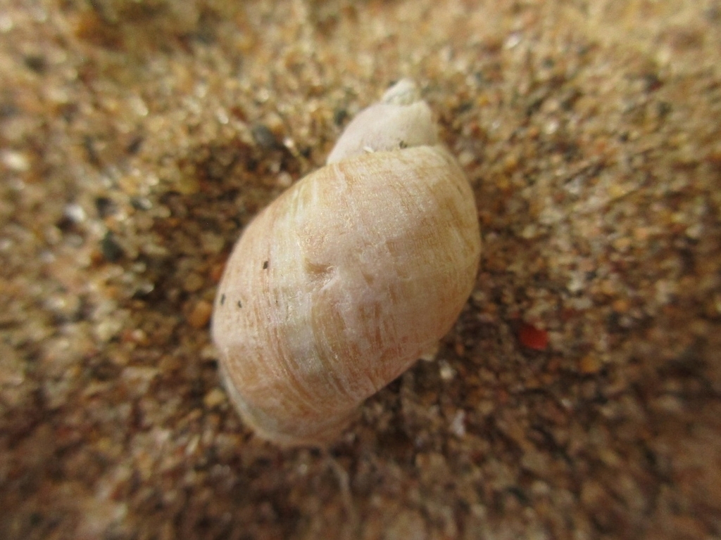 Calabash Pond Snail