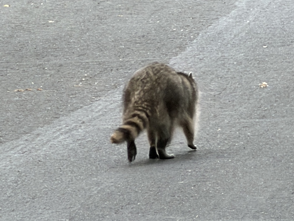 California Raccoon