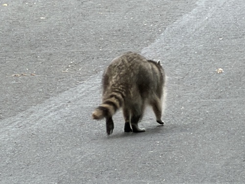 California Raccoon