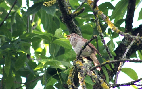 Common Nightingale