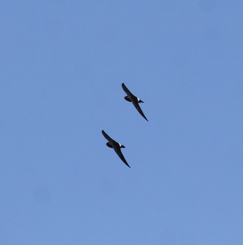 White-rumped Spinetail (Zoonavena sylvatica), photo 10