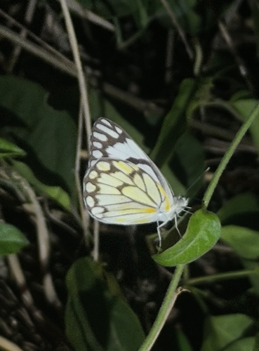 Pioneer White