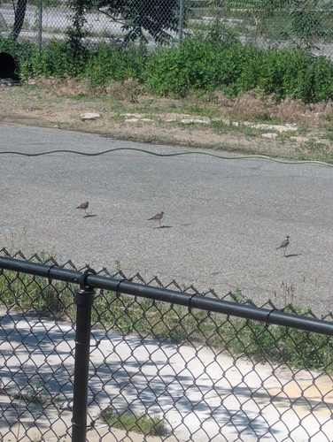 Killdeer