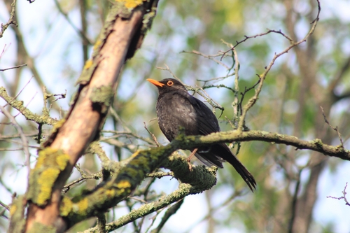 Eurasian Blackbird