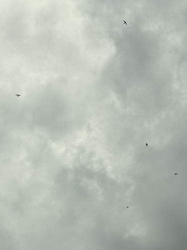 House Swift