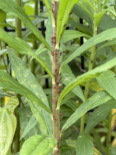 Uroleucon nigrotuberculatum