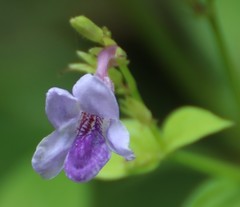 Asystasia dalzelliana