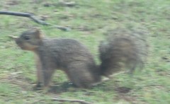 Sciurus niger