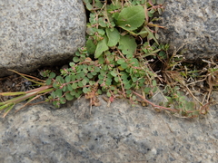 Euphorbia serpens