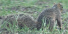 Sciurus niger
