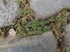 Euphorbia serpens