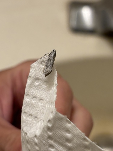 iNaturalist observation photo of White-edged Phycitodes Moth