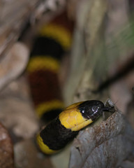 Micrurus mosquitensis