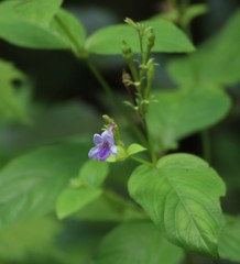 Asystasia dalzelliana