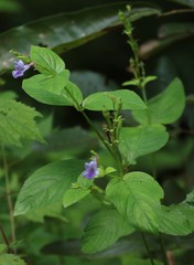 Asystasia dalzelliana