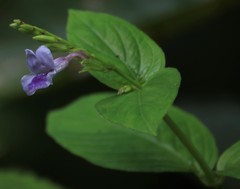 Asystasia dalzelliana